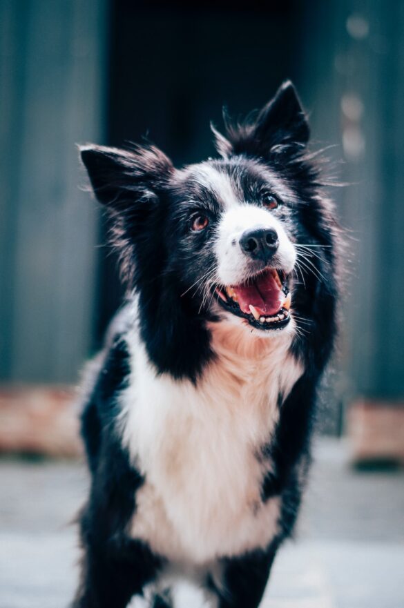 The-Importance-of-Regular-Vet-Check-ups-for-Your-Pet